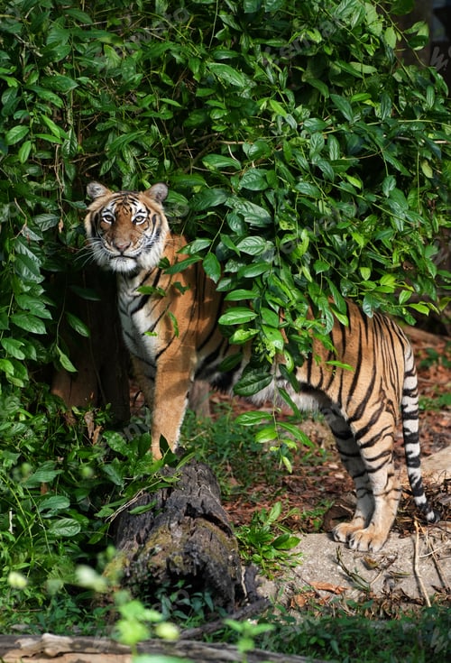Preview: Close-up of an Indochinese tiger camouflaged and lurking in dense green bushes