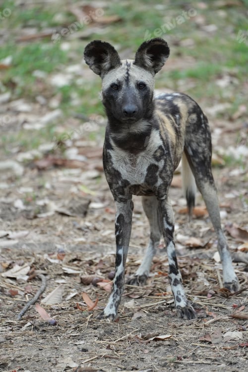 Preview: Close-up portrait of an African wild dog with large rounded ears,