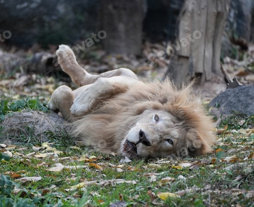 Preview: Male White Lion Playing and Relaxing on the Grass