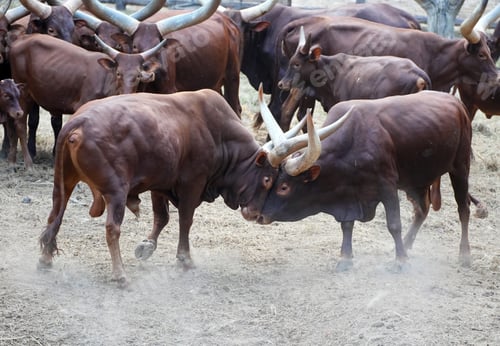 Preview: Two powerful male Ankole-Watusi bulls fighting