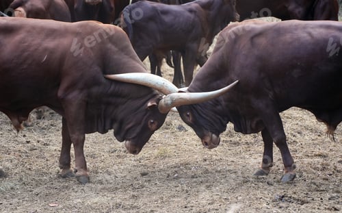 Preview: Two powerful male Ankole-Watusi bulls fighting