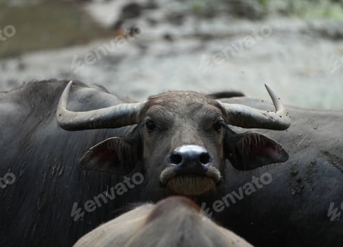 Preview: Close-up portrait of a water buffalo staring at the camera