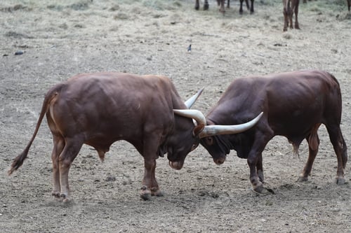 Preview: Two powerful male Ankole-Watusi bulls fighting