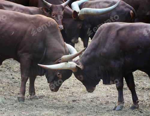 Preview: Two powerful male Ankole-Watusi bulls fighting