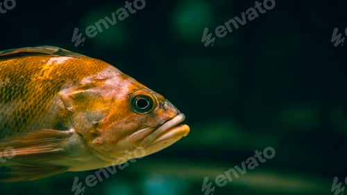 Preview: Close-Up Portrait of Golden Freshwater Fish with Detailed Scales and Eye Against Dark Teal Backgroun