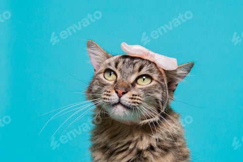 Vorschau: Tabby-Katze mit rosa Schleife auf blauem Hintergrund