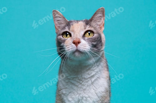 Preview: Calico cat looking upward on turquoise studio background