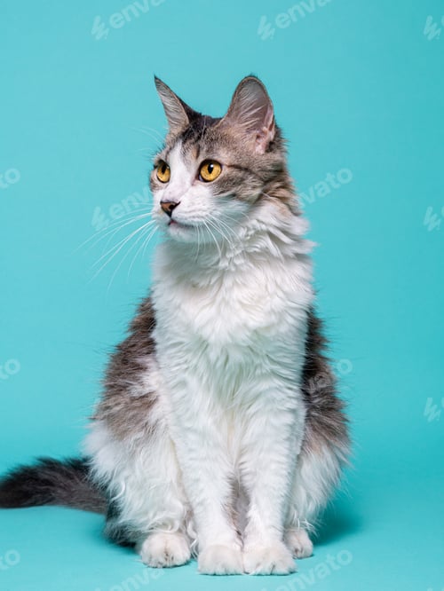 Preview: A tabby cat with a white chest, sitting on a blue background with a pensive expression