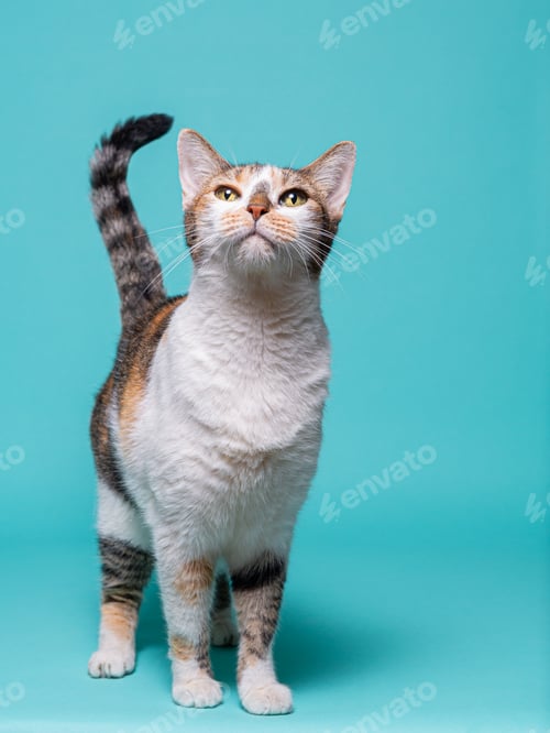 Preview: Studio Portrait of a Curious Calico Cat Standing Against a Vibrant Teal Background