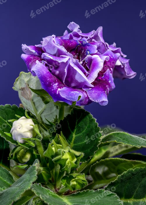 Preview: purple velvet Gloxinia flowers on a dark blue background