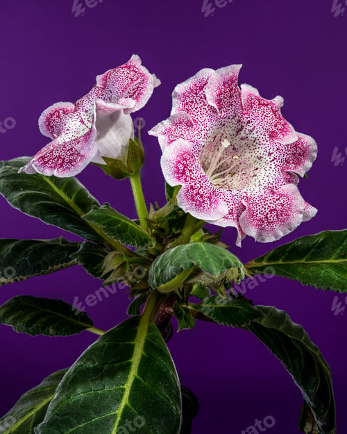 Preview: Speckled Pink Gloxinia Hybrid Flower On Purple Background