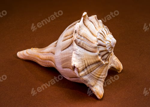 Preview: Lightning whelk seashell Sinistrofulgur perversum on a brown background