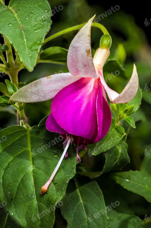 Preview: Beautiful Pink and White Fuchsia Flowers with Green Leaves