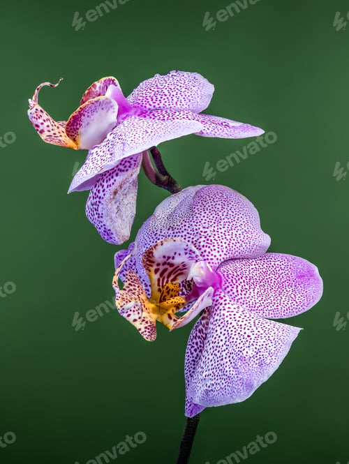 Preview: Vibrant Spotted Purple Phalaenopsis Orchid Flowers With Fresh Dew Droplets