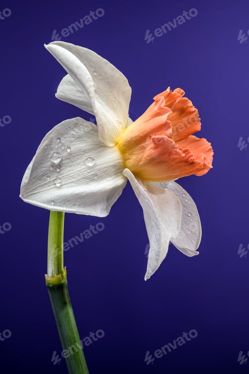 Preview: White And Orange Narcissus Flower With Water Drops On Blue Background