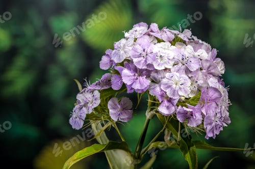 Preview: Tender Lilac Sweet William Dianthus Flowers on Green Background