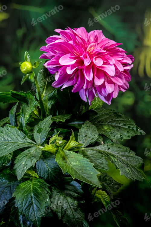 Preview: Beautiful Pink Dahlia Flower in Bloom with Green Garden Background