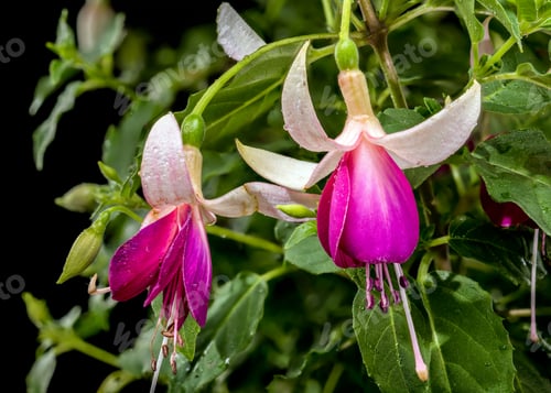 Preview: Beautiful Pink and White Fuchsia Flowers with Green Leaves