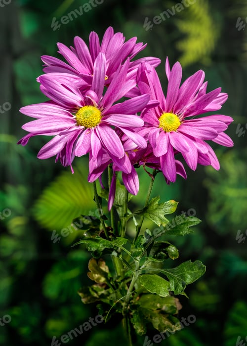 Preview: Purple Chrysanthemum Flowers Close Up With Yellow Centers On Green Background