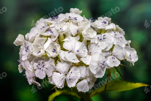 Preview: Pristine White Sweet William Dianthus Flowers on Green Background