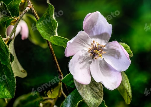 Preview: Close-up of a Pale Pink Quince Blossom