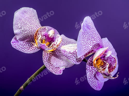 Preview: Stunning Purple Speckled Phalaenopsis Orchid Flowers Against Dark Purple Background