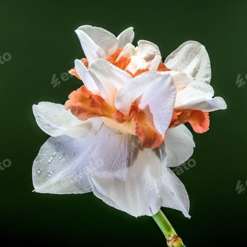 Preview: Double White And Orange Narcissus Flower On Dark Green Background
