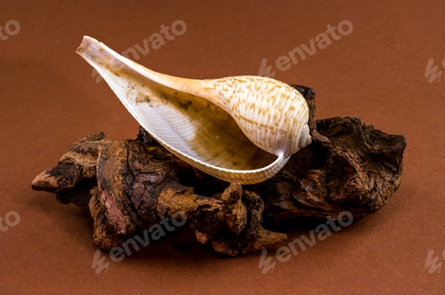 Preview: Sea fig shell Ficus ficus on old snag wood background