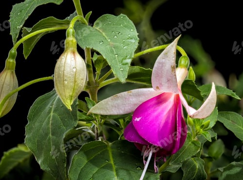 Preview: Beautiful Pink and White Fuchsia Flowers with Green Leaves