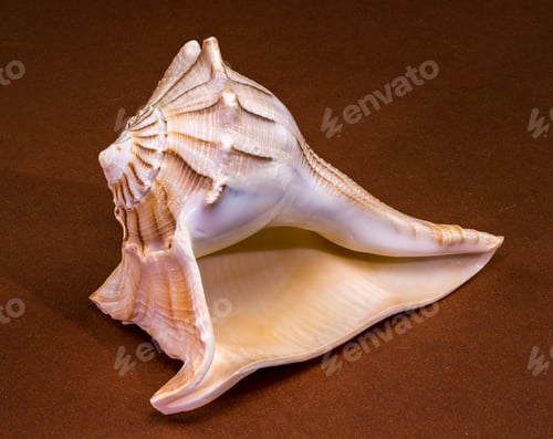 Preview: Lightning whelk seashell Sinistrofulgur perversum on a brown background