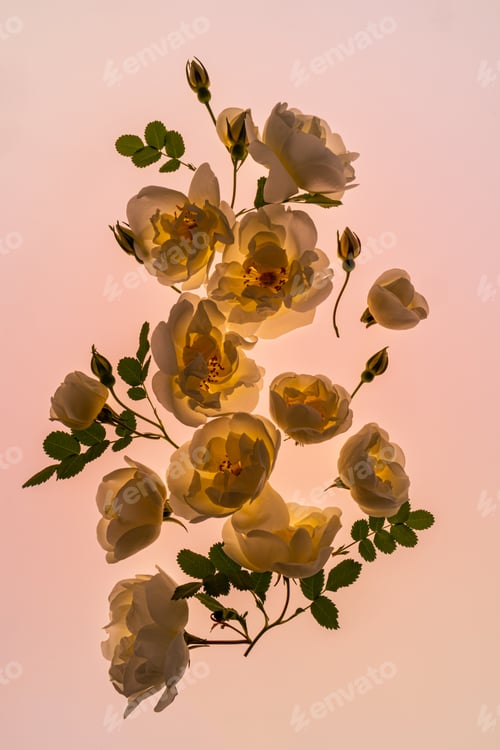 Preview: Chic floral vertical ornament of white rose heads and buds on a beautiful translucent peach backgrou