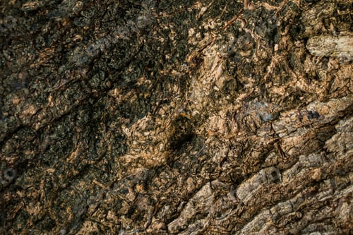 Preview: Natural Tree Bark Texture with Organic Wood Pattern