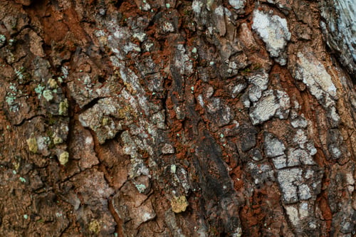 Preview: Natural Tree Bark Texture with Organic Wood Pattern