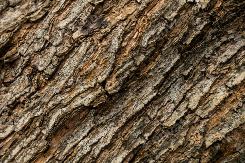Baumrinden-Textur-Hintergrund