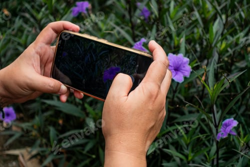 Preview: Hand Using Smartphone to Photograph Mexican Petunia Plant