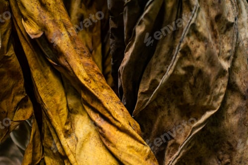 Preview: Abstract Texture of Dried Yellow Taro Leaves Background