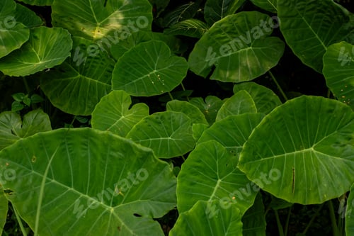 Preview: Full Frame Lush Green Taro Leaves Background