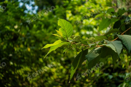 Vorschau: Selektiver Fokus auf den Guazuma Ulmifolia-Zweig mit Blättern und Blüten