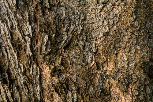 Vorschau: Oberflächentextur-Hintergrund aus rauer Baumrinde