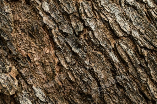 Vorschau: Natürliche Baumrindenstruktur mit organischem Holzmuster