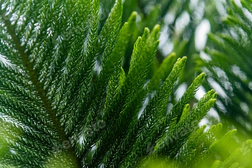 Preview: Pine Needle Branch Texture Background Full Frame