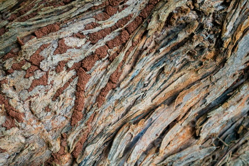 Preview: Natural Tree Bark Texture with Organic Wood Pattern