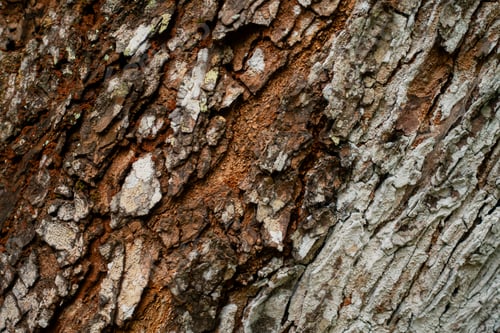 Preview: Rough Tree Bark Surface Texture Background
