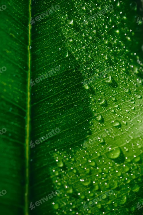 Preview: Bright green leaf surface covered in glistening water droplets, selective focus