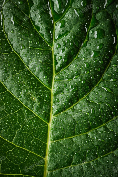 Preview: Green leaf surface displaying intricate vein patterns and glistening water drops