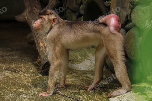 Preview: Adult Primate With Swollen Anatomy Stares Forward While Confined By Metal Chain In Rocky Zoo Habitat