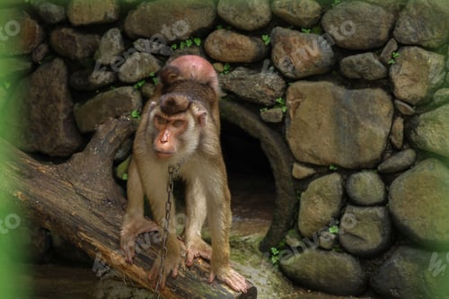 Preview: Macaque Bound By Metal Chain Balances On Wooden Timber Inside Rocky Zoo Enclosure Habitat