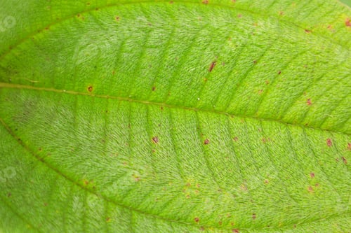 Preview: Close Up View Revealing The Microscopic Hairs And Structural Veins Running Across Botanical Specimen