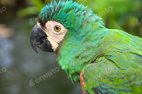 Preview: Close Portrait Of Macaw Parrot Showing Detailed Facial Features And Textured Plumage