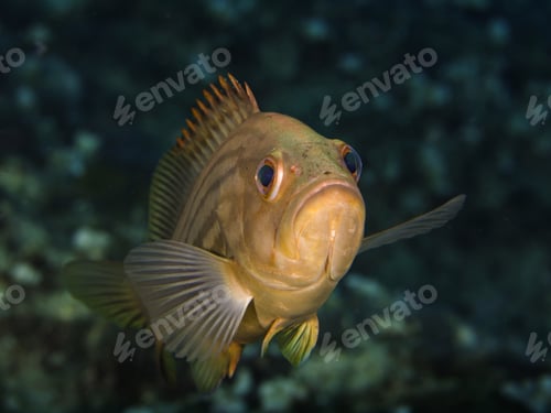 Preview: Golden grouper from Cyprus